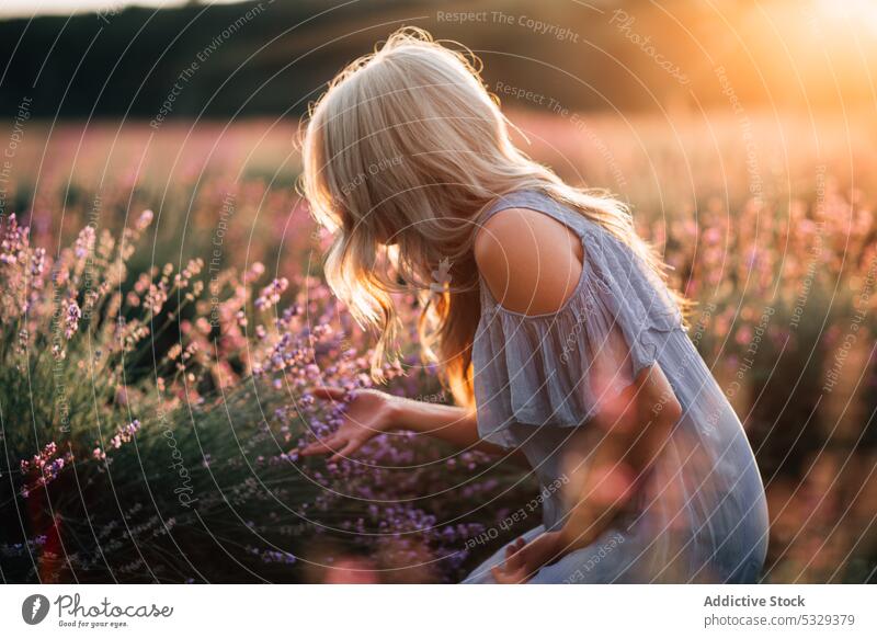 Frau steht in der Nähe von blühenden Blumen Lavendel Feld riechen Sonnenuntergang Natur Blüte Blütezeit genießen Aroma Harmonie Landschaft duftig Sommer