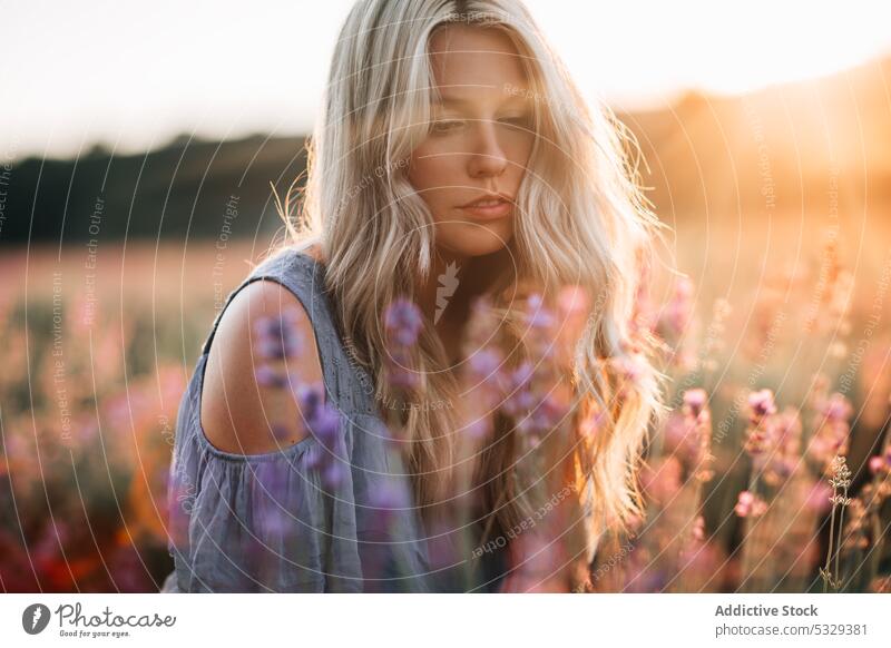 Junge Frau im Feld mit Blumen Wiese Abend genießen Blütezeit Natur Sonnenuntergang Sommer romantisch Windstille Harmonie jung Flora Abenddämmerung ruhen blond