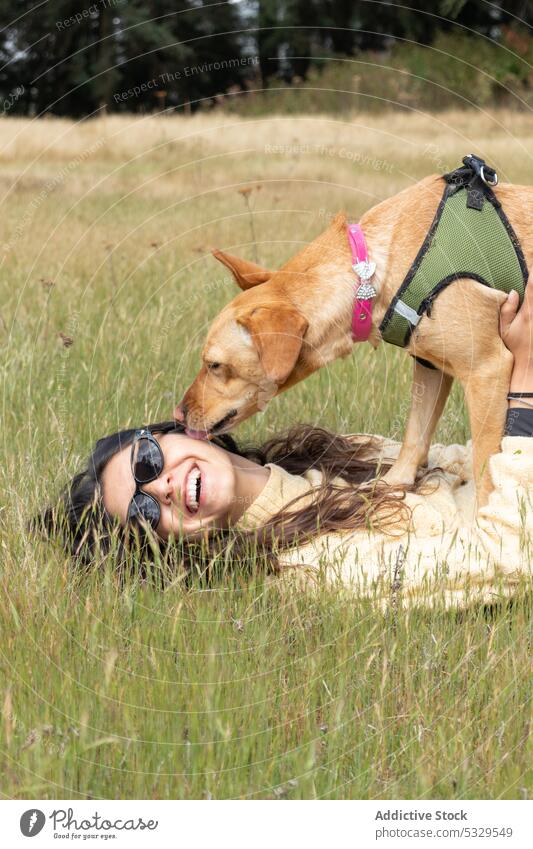 Fröhliche Frau mit Sonnenbrille spielt mit Hund spielen Wiese Haustier lutschen Gras Kragen Sommer Tier Feld Besitzer Begleiter Glück heiter Eckzahn Sonnenlicht