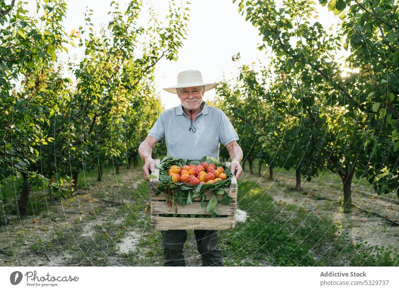 Fröhlicher älterer Bauer zeigt reif geerntete Aprikosen Mann Landwirt Ernte Landschaft Kiste Frucht Ackerbau heiter Lächeln Bauernhof Glück frisch Kasten
