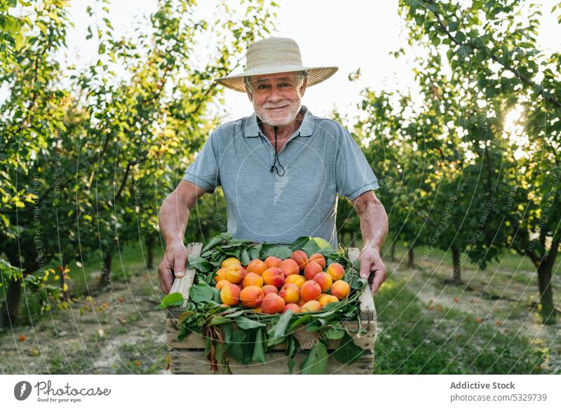 Fröhlicher älterer Bauer zeigt reif geerntete Aprikosen Mann Landwirt Ernte Landschaft Kiste Frucht Ackerbau heiter Lächeln Bauernhof Glück frisch Kasten
