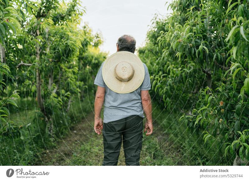 Anonymer Mann bewundert üppige grüne Bäume im Ackerland Landschaft Landwirt Baum kultivieren Schonung Weg Bauernhof Natur ländlich Kleinunternehmen bewundern
