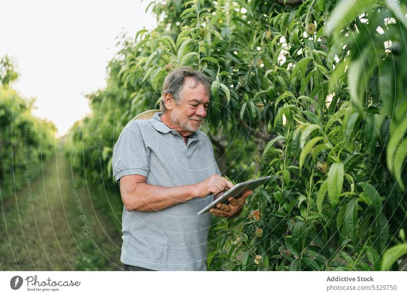 Fokussierter männlicher Landwirt, der bei der Arbeit auf dem Lande ein Tablet benutzt Mann Tablette untersuchen Baum Aprikose Ackerbau benutzend Landschaft