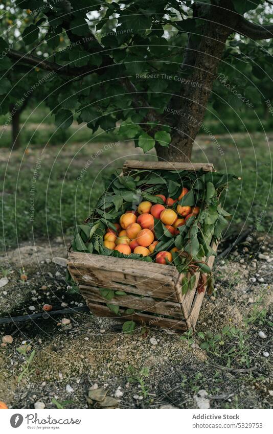 Haufen frischer Bio-Aprikosen in einer Holzkiste auf dem Boden eines Bauernhofs Frucht süß Landschaft Kiste gesunde Ernährung Ernte organisch Baum abholen reif