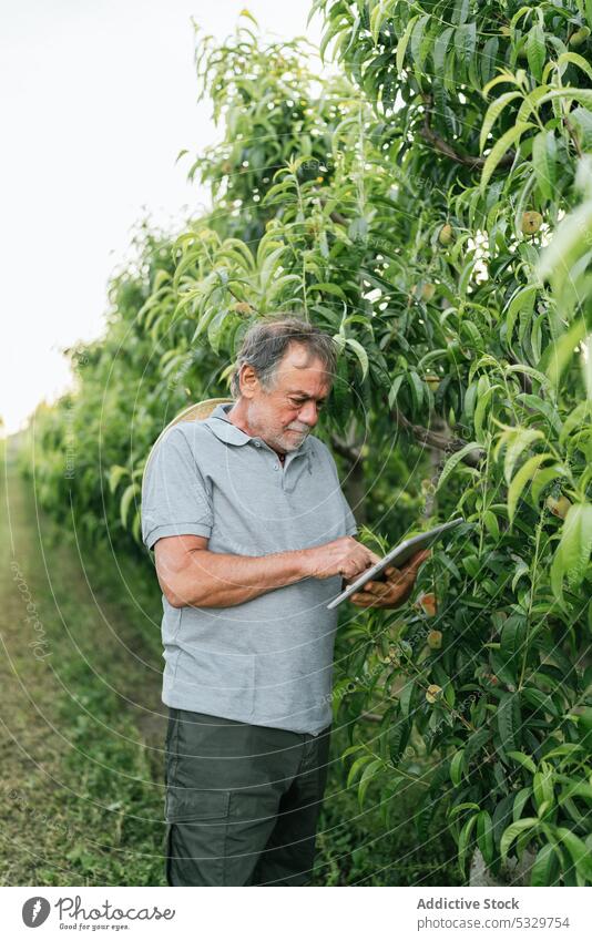 Fokussierter männlicher Landwirt, der bei der Arbeit auf dem Lande ein Tablet benutzt Mann Tablette untersuchen Baum Aprikose Ackerbau benutzend Landschaft