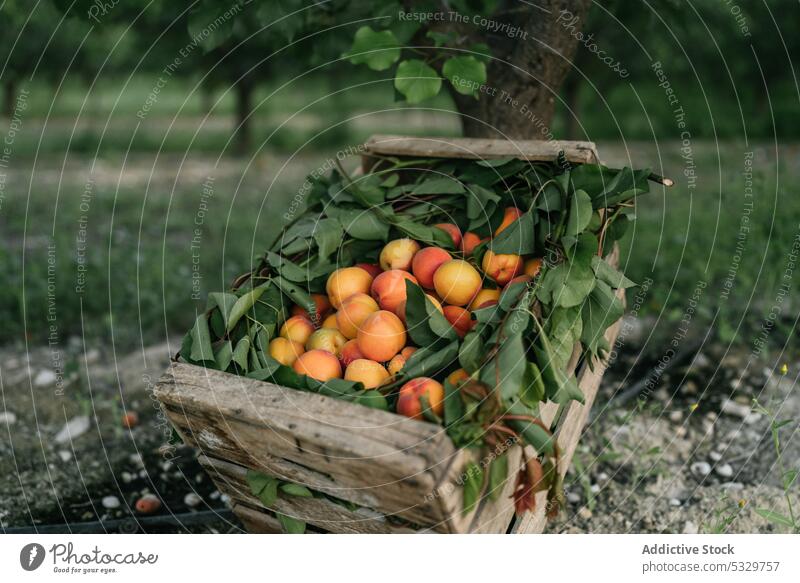 Haufen frischer Bio-Aprikosen in einer Holzkiste auf dem Boden eines Bauernhofs Frucht süß Landschaft Kiste gesunde Ernährung Ernte organisch Baum abholen reif