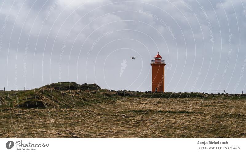 Leuchtturm mit Ente stafnes Islandreise Eiderente Küste Ufer Küstenlinie Meeresvogel Landschaft Sommer Himmel Wolken isländisch Gebäude orange Sicherheit Gras