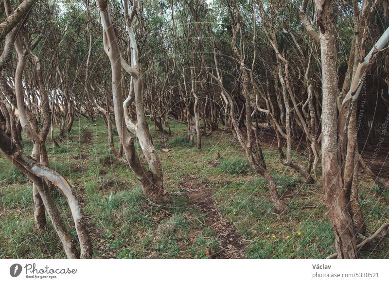 Ein Wald voller Korkeichen im südwestlichen Teil Portugals, an der Küste des Atlantiks. Spaziergang durch die Rota Vicentina. Die grüne Flora der Algarve-Region