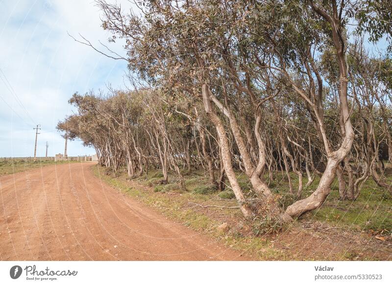 Ein Wald voller Korkeichen im südwestlichen Teil Portugals, an der Küste des Atlantiks. Spaziergang durch die Rota Vicentina. Die grüne Flora der Algarve-Region