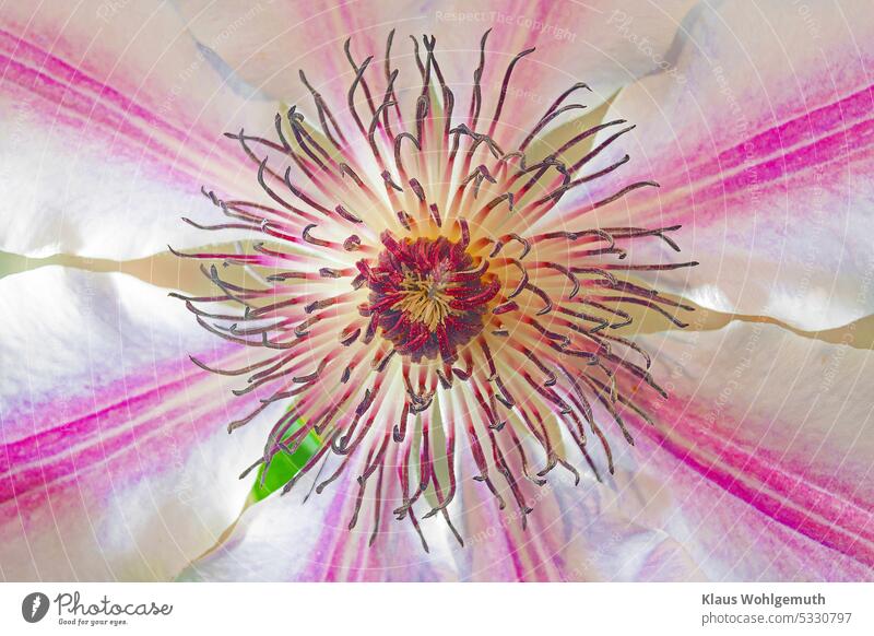 Blick in das Herz einen weiß/pink blühenden Clematis/ Waldrebe Clematisblüte Staubfäden Narbe Blütenblatt Blütezeit Blütenpflanze Kelchblätter Kelchblatt