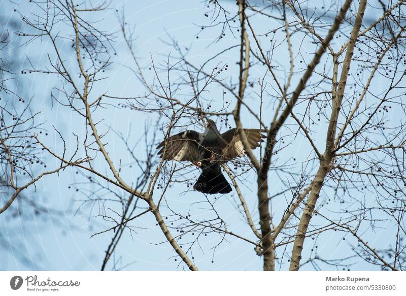 Taube aus niedrigem Winkel durch Äste gesehen Tiere Vögel Tauben Vogel Feder im Freien Baum Natur Fliege fliegen Bäume Niederlassungen Flügel