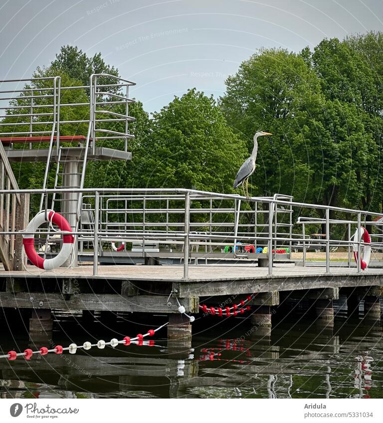 Ein Graureiher steht auf dem Geländer eines Stegs Schwimmbad See Vogel Naturbad Freibad Rettungsring Wasser Himmel Bäume Sommer Ferien & Urlaub & Reisen