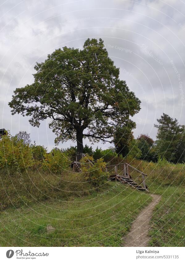 Tree tree Baum Pflanze Blatt Natur sky Ast Baumstamm blau Herbst Path gelb Himmel Grass grassland Zweig #nature
