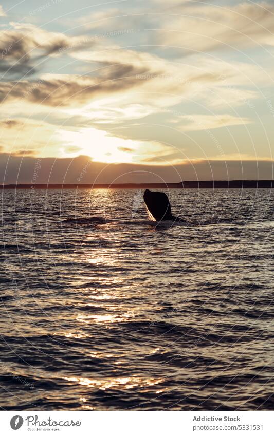 Wal im Meer bei Sonnenuntergang schwimmen MEER Natur erstaunlich Rippeln malerisch majestätisch Landschaft Wasser Meereslandschaft Himmel marin idyllisch Abend