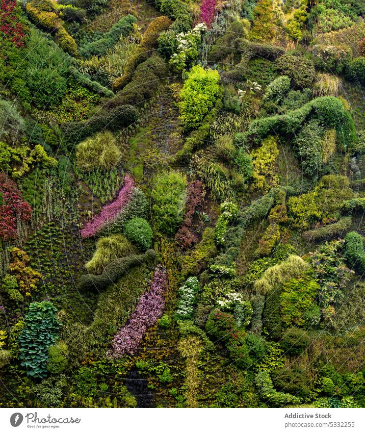Grüner Wald mit üppigen Bäumen Natur Blume Baum Blütezeit Landschaft Buchse üppig (Wuchs) Flora Umwelt malerisch grün Pflanze erstaunlich Wachstum Botanik