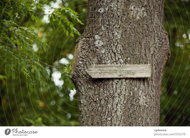 Wird schon richtig sein ... Ausflug Abenteuer wandern Umwelt Natur Sommer Baum Wald Schilder & Markierungen Hinweisschild Warnschild Beginn Beratung entdecken