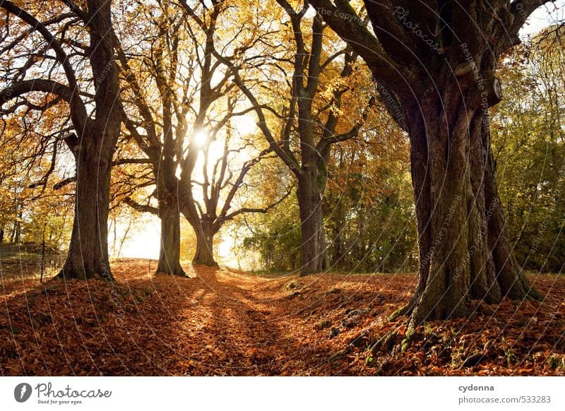 Herbst harmonisch Erholung ruhig Ausflug Ferne wandern Umwelt Natur Landschaft Sonnenlicht Schönes Wetter Baum Wald Wege & Pfade einzigartig erleben Erwartung