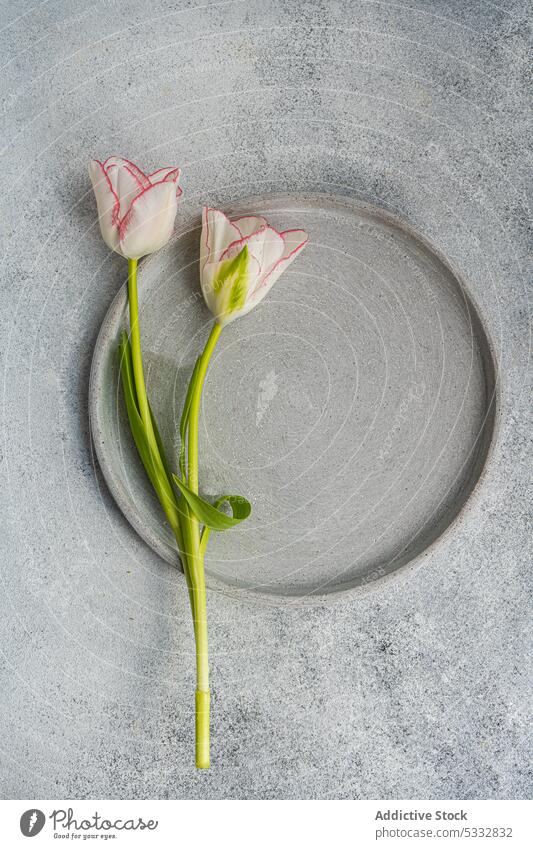 Gedeckter Tisch mit Blumen der Saison auf Betonhintergrund Hintergrund schön Keramik tagsüber Abendessen Essgeschirr Essen festlich geblümt Lebensmittel