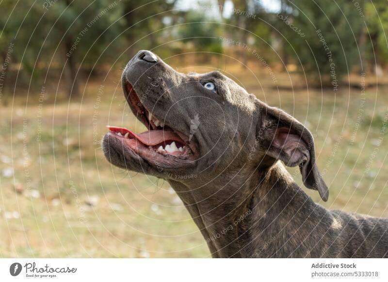 Liebenswerter Cane Corso Hund schaut weg Haustier Reinrassig ruhen Tier Park Eckzahn Porträt Italienische Dogge Zuckerrohrkorso Maul heimisch gehorsam Begleiter
