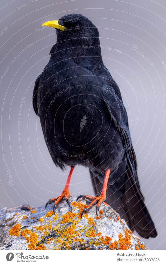 Schwarzer Vogel sitzt auf Steinoberfläche vor weißem Hintergrund Alpendohle Tier Feder Fauna Ornithologie Kreatur Gefieder Vogelbeobachtung Schnabel achtsam