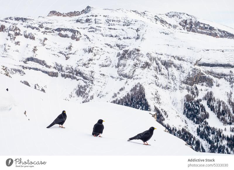 Schwarm schwarzer Vögel in verschneiten Bergen Alpendohle Vogel Schnee Berge u. Gebirge Landschaft Winter Natur Formation Park Berghang felsig uneben wild