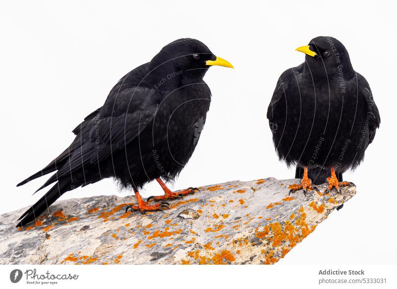 Schwarze Vögel sitzen auf Steinoberfläche vor weißem Hintergrund Alpendohle Vogel Tier Feder Fauna Ornithologie Kreatur Gefieder Vogelbeobachtung Schnabel