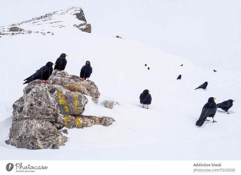 Schwarm schwarzer Vögel in verschneiten Bergen Alpendohle Vogel Schnee Berge u. Gebirge Landschaft Stein Felsen Winter Natur Formation Park Berghang felsig