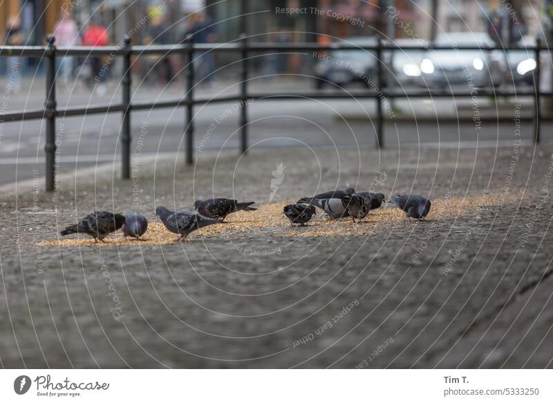 Tauben füttern Berlin Prenzlauer Berg Stadt Menschenleer Stadtzentrum Hauptstadt Außenaufnahme Tag Farbfoto Altstadt Vögel