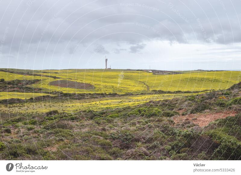 Gelb-grünes Feld voller blühender Blumen im Südwesten Portugals im Bezirk Sagres und in der bekannten Touristenregion Algarve Weg zerklüftet majestätisch