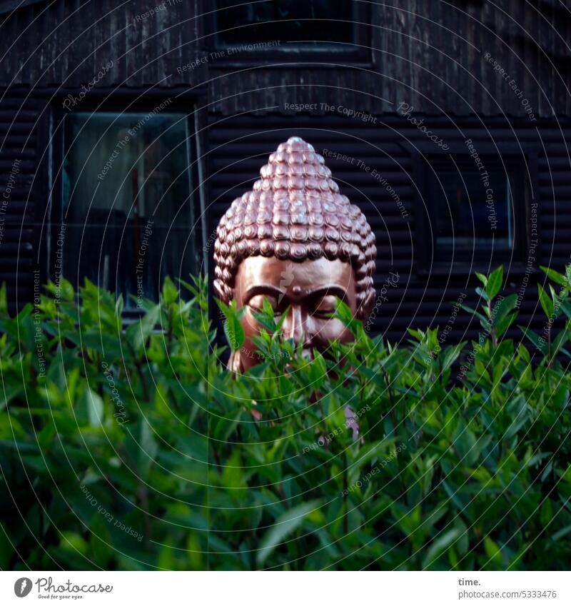 grenzwertig | Buddha im Busch Hecke Figur Spiritualität ambivalent denkwürdig Garten Gartenhaus Meditation Buddhismus Religion & Glaube Statue Yoga Kunst