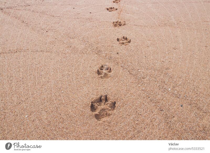 Fußabdrücke im Sand von einem vierbeinigen Haustier. Eine Reise in die Zukunft und in die Vergangenheit. Liebe zwischen Hund und Mensch Fußspur Schritt Abdruck