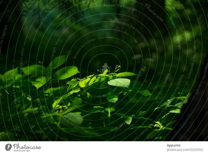 Großes Springkraut (Impatiens noli-tangere) leuchtet im warmen Sonnenlicht im dunklen Wald Blüte Blatt grün dunkel dunkelgrün Frühling Frühlingserwachen Stille