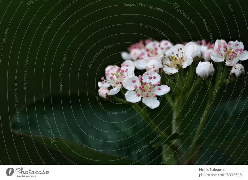 Blüten des Weißdorns (Crataegus monogyna) Hintergrund schön Schönheit Blütezeit Überstrahlung Ast Nahaufnahme allgemein Krataegus Flora geblümt Blume Garten