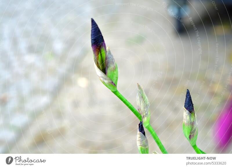 Iris Knospen wie Lanzenspitzen auf dem Weg zur Entfaltung - grün violett auf grau Blume Pflanze Gartenpflanze eingerollt Blüte Natur Sommer Nahaufnahme Frühling