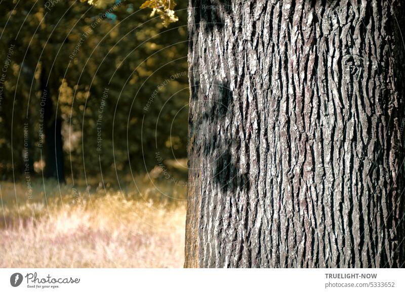 Kraftvoller Stamm einer Eiche nah im Sonnenlicht mit Schatten einiger Blätter und Sträuchern im Hintergrund Baum Eichenbaum Baumrinde gesund kraftvoll Rinde