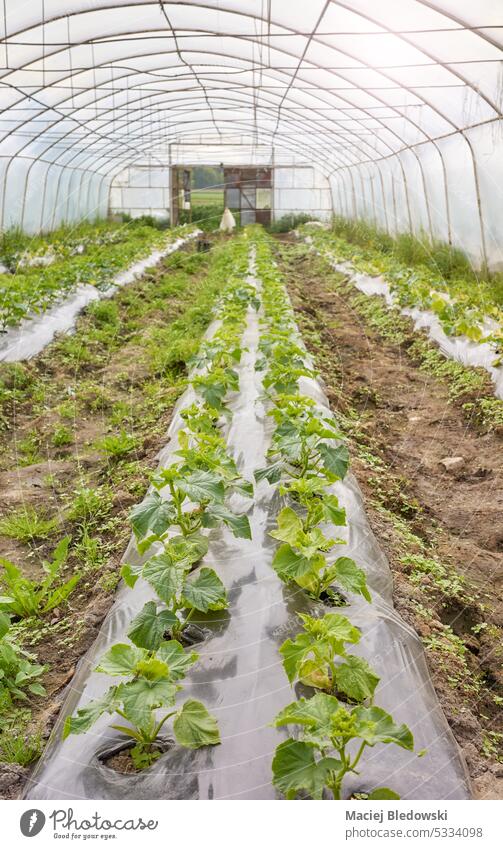 Innenraum eines Gewächshauses mit Bio-Gemüsesetzlingen, selektiver Fokus. Ackerbau Keimling Mulch organisch plastische Kultur Gartenbau Landwirtschaft Bauernhof