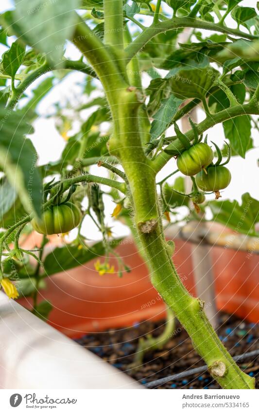 Junge frische Bio-Tomatenpflanze mit vielen grünen Blättern und grünen Früchten unter direktem Sonnenlicht, in einem städtischen Garten, an einem sonnigen Sommertag, schöne Outdoor-Hintergrund mit selektiven Fokus fotografiert.