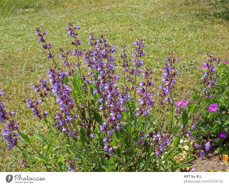 Im Garten Blumen beet blumenbeet blüten lila blau grün rasen Blütensommer jahreszeit