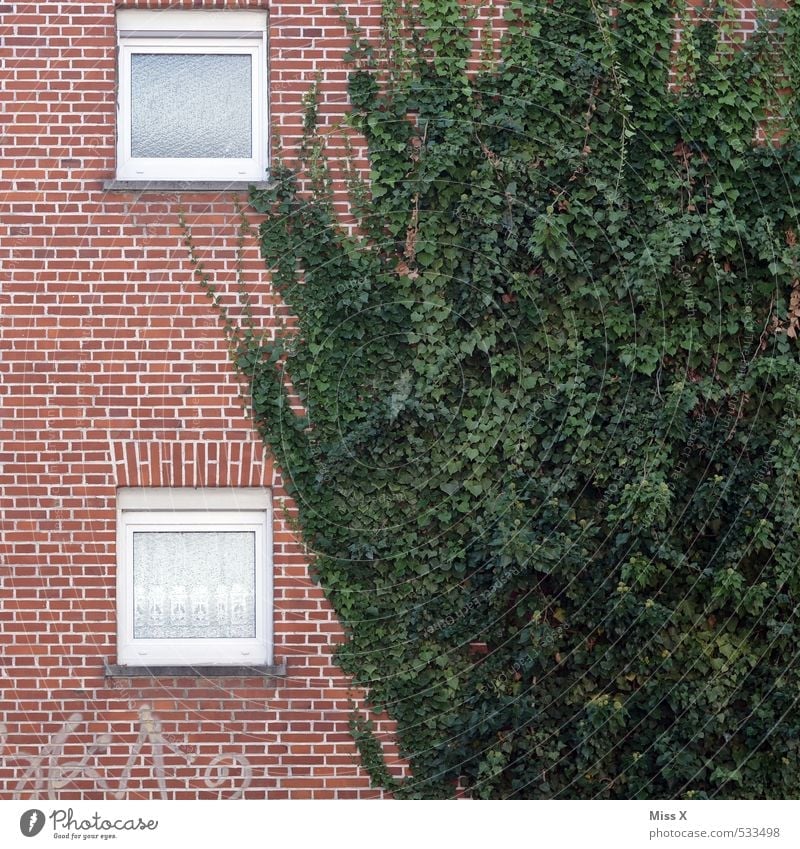 Wucher Häusliches Leben Wohnung Pflanze Efeu Haus Mauer Wand Fassade Fenster Wachstum bewachsen Ranke Backsteinfassade Farbfoto Außenaufnahme Muster