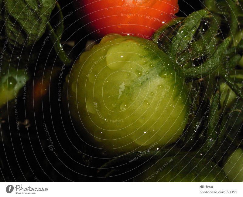 Morgentau rot gelb grün nass rund frisch Sommer Stillleben Herbst Wassertropfen Kerne Italien Caprese Plantage Ferien & Urlaub & Reisen Lust Vitamin Tomate Seil
