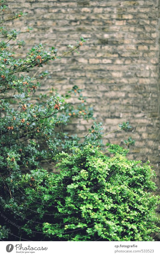 Buschwerk Pflanze Sommer Herbst Sträucher Grünpflanze Mauer Wand Garten trist Stadt braun grün Außenaufnahme Tag Schwache Tiefenschärfe