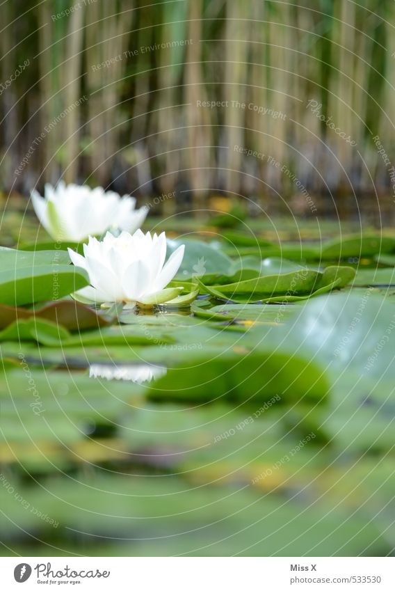 Froschperspektive Umwelt Natur Wasser Blatt Blüte Garten Moor Sumpf Teich Blühend Duft Schwimmen & Baden Seerosen Seerosenblatt Seerosenteich Schilfrohr
