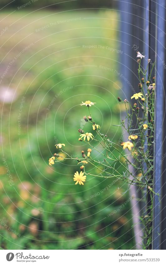 Blumenkragarm Pflanze Sommer Herbst Zaun Tor natürlich Stadt grün Außenaufnahme Textfreiraum oben Textfreiraum unten Tag Schwache Tiefenschärfe