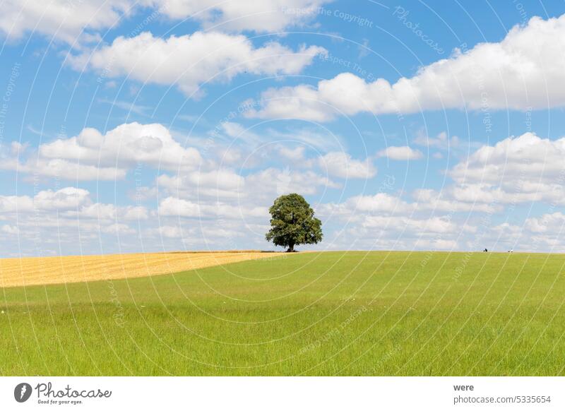 Kumuluswolke am blauen Himmel über grüner Wiese mit Radfahrern, wo ein einsamer Baum steht Blauer Himmel Cloud Wolkenformation bewölkter Himmel Textfreiraum