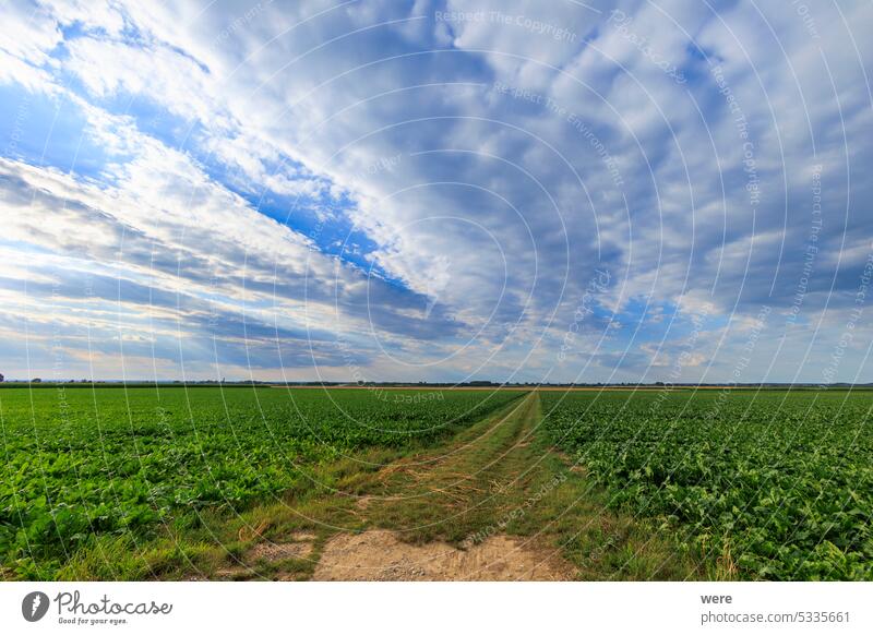 Dunkle Wolken über reifen Getreidefeldern in landwirtschaftlicher Umgebung bewölkter Himmel Textfreiraum dunkle Wolken Umwelt Lebensmittel Landschaft Natur