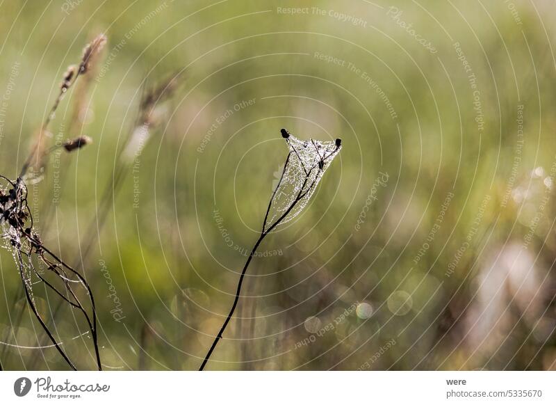 Taufrische Spinnweben am Morgen zwischen den Gräsern auf einer Wiese glitzern in der Sonne Spinnennetz Textfreiraum taufrisch Glitter Landschaft Wiesenkraut