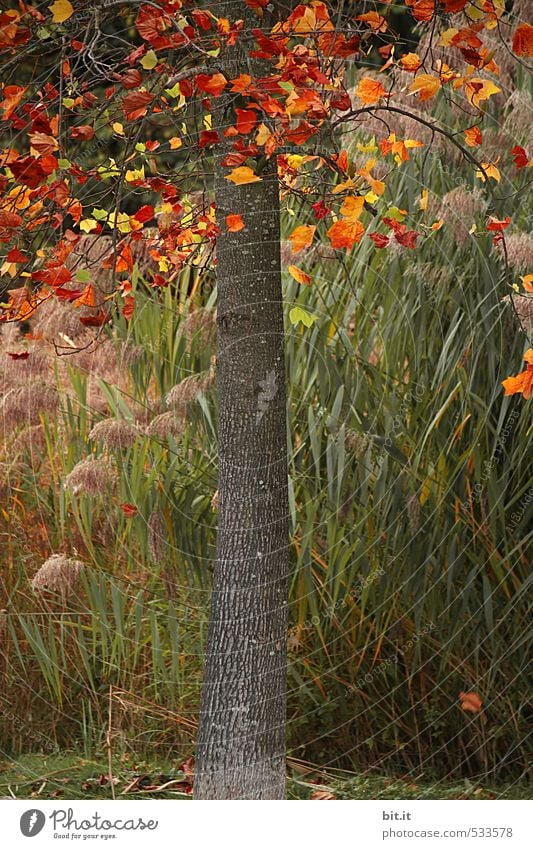 Die Bunten kommen nach unten Umwelt Natur Pflanze Herbst Klima Schönes Wetter Wind Grünpflanze Garten Park fallen dehydrieren schön mehrfarbig grün Stimmung