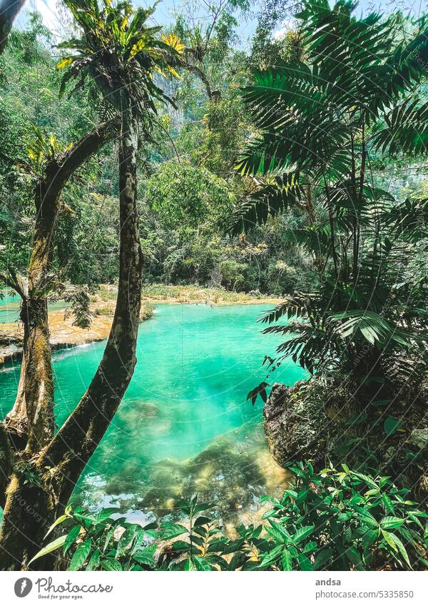 Türkiser See in Guatemala im Regenwald Palmen Natur Außenaufnahme außergewöhnlich Wasser grün blau Landschaft menschenleer Dschungel Urwald Abenteuer
