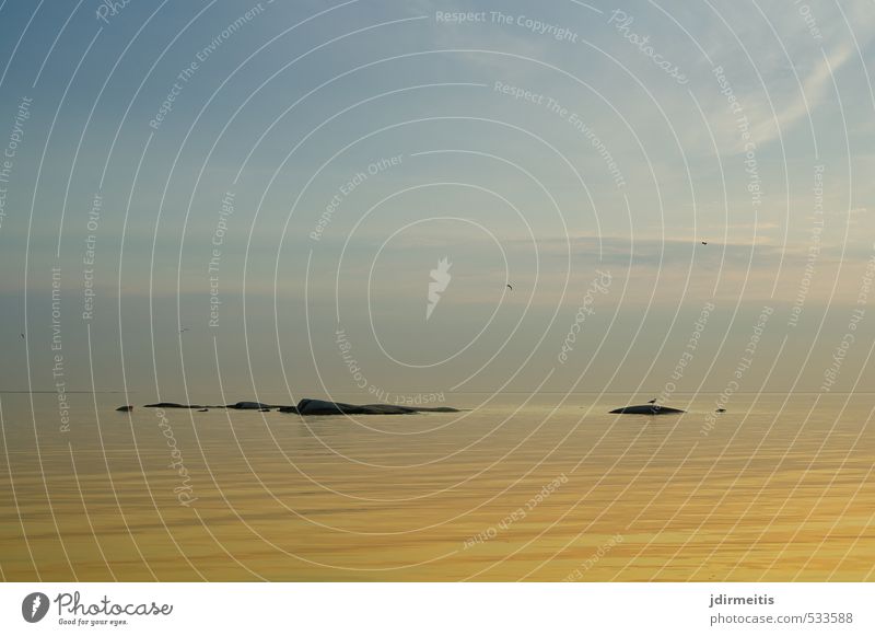 inseln Natur Landschaft Wasser Himmel Horizont Sonnenaufgang Sonnenuntergang Sommer Wellen Meer See Vogel Schweden Möwe Felsen Insel Vänernsee Farbfoto