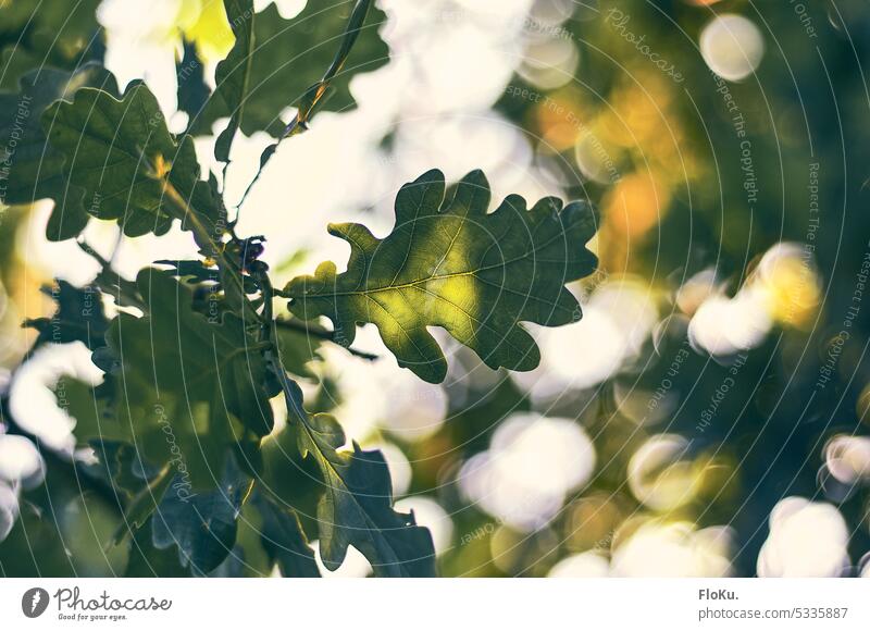 Eichenblatt in der Abendsonne Blatt Natur Sonne Sonnenlicht Gegenlicht durchscheinen Baum Pflanze Außenaufnahme Herbst Farbfoto Menschenleer Wald Licht Umwelt